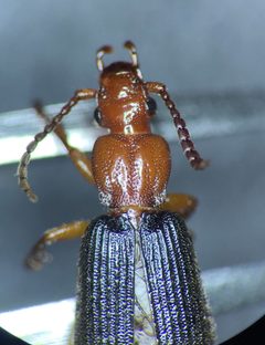 Helluomorphoides nigripennis by (c) Kyle Rossner, some rights reserved (CC BY), uploaded by Kyle Rossner. Used under a CC-BY license.