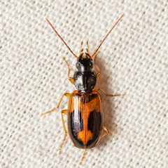 Badister elegans by (c) Justin Williams, some rights reserved (CC BY), uploaded by Justin Williams. Used under a CC-BY license.
