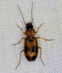 Badister neopulchellus by no rights reserved, uploaded by Robbie Hannawacker. Used under a CC0 license.