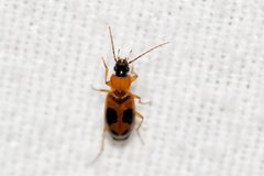 Badister neopulchellus by (c) Owen Strickland, some rights reserved (CC BY), uploaded by Owen Strickland. Used under a CC-BY license.