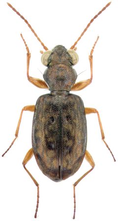 Asaphidion by (c) 
Yves Bousquet, some rights reserved (CC BY). Used under a CC-BY license.