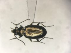 Bembidion americanum by no rights reserved, uploaded by Nick Bédard. Used under a CC0 license.