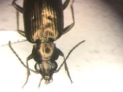 Bembidion americanum by no rights reserved, uploaded by Nick Bédard. Used under a CC0 license.