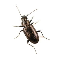 Bembidion bifossulatum by (c) Koji Shiraiwa, some rights reserved (CC BY), uploaded by Koji Shiraiwa. Used under a CC-BY license.