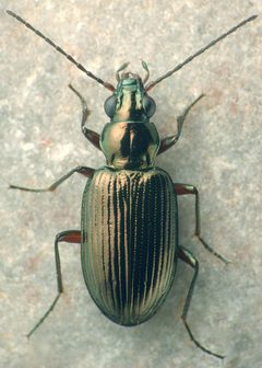 Bembidion chalceum by (c) 
David R. Madison, some rights reserved (CC BY). Used under a CC-BY license.
