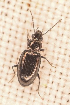 Bembidion commotum by (c) Trevor Van Loon, some rights reserved (CC BY), uploaded by Trevor Van Loon. Used under a CC-BY license.