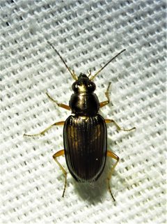 Bembidion confusum by (c) Annika Lindqvist, some rights reserved (CC BY), uploaded by Annika Lindqvist. Used under a CC-BY license.