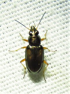 Bembidion confusum by (c) Annika Lindqvist, some rights reserved (CC BY), uploaded by Annika Lindqvist. Used under a CC-BY license.