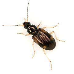 Bembidion corgenoma by (c) Koji Shiraiwa, some rights reserved (CC BY), uploaded by Koji Shiraiwa. Used under a CC-BY license.