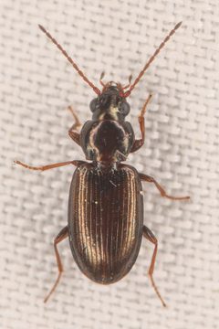 Bembidion dejectum by (c) Trevor Van Loon, some rights reserved (CC BY), uploaded by Trevor Van Loon. Used under a CC-BY license.