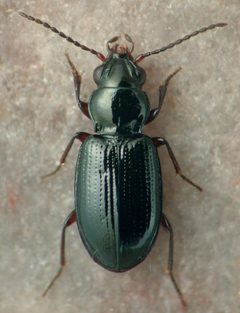 Bembidion fortestriatum by (c) 
David R. Madison, some rights reserved (CC BY). Used under a CC-BY license.