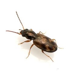 Bembidion impotens by (c) Koji Shiraiwa, some rights reserved (CC BY), uploaded by Koji Shiraiwa. Used under a CC-BY license.