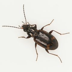 Bembidion incrematum by (c) Koji Shiraiwa, some rights reserved (CC BY), uploaded by Koji Shiraiwa. Used under a CC-BY license.