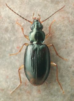 Bembidion iridescens by (c) 
David R. Madison, some rights reserved (CC BY). Used under a CC-BY license.