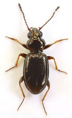 Bembidion lampros by (c) janet graham, some rights reserved (CC BY). Used under a CC-BY license.