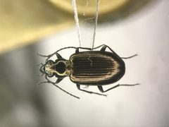 Bembidion louisella by no rights reserved, uploaded by Nick Bédard. Used under a CC0 license.