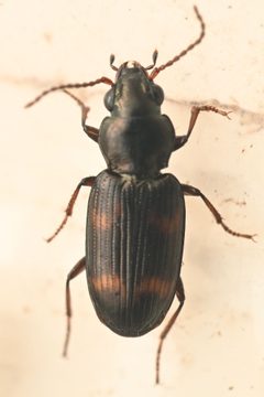 Bembidion mormon by (c) Trevor Van Loon, some rights reserved (CC BY), uploaded by Trevor Van Loon. Used under a CC-BY license.