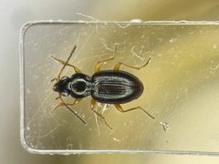 Bembidion muscicola by no rights reserved, uploaded by Nick Bédard. Used under a CC0 license.