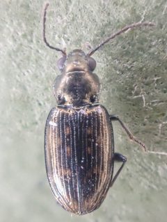 Bembidion nubiculosum by (c) Trevor Van Loon, some rights reserved (CC BY), uploaded by Trevor Van Loon. Used under a CC-BY license.