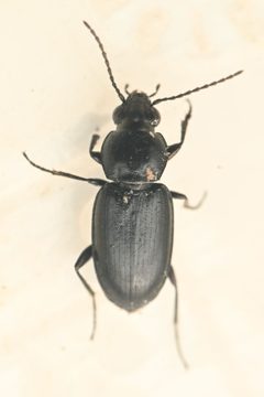 Bembidion obtusangulum by (c) Trevor Van Loon, some rights reserved (CC BY), uploaded by Trevor Van Loon. Used under a CC-BY license.