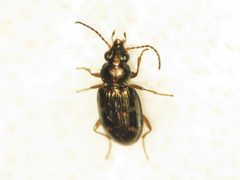 Bembidion patruele by (c) Dan MacNeal, some rights reserved (CC BY), uploaded by Dan MacNeal. Used under a CC-BY license.