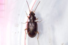 Bembidion patruele by (c) Owen Strickland, some rights reserved (CC BY), uploaded by Owen Strickland. Used under a CC-BY license.