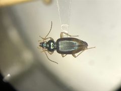 Bembidion postremum by no rights reserved, uploaded by Nick Bédard. Used under a CC0 license.