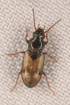 Bembidion salinarium by (c) Trevor Van Loon, some rights reserved (CC BY), uploaded by Trevor Van Loon. Used under a CC-BY license.