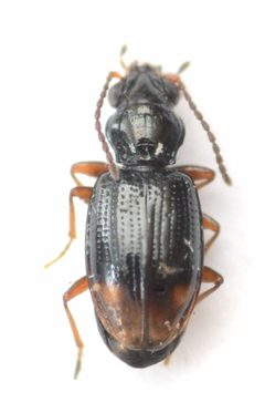 Bembidion siticum by no rights reserved, uploaded by Mike Palmer. Used under a CC0 license.