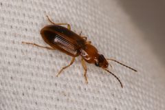 Bradycellus rivalis by (c) Trevor Van Loon，保留部分权利（CC BY）, 由 Trevor Van Loon 上传. Used under a CC-BY license.
