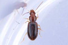 Bradycellus rupestris by (c) Owen Strickland, some rights reserved (CC BY), uploaded by Owen Strickland. Used under a CC-BY license.