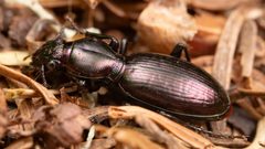 Zacotus matthewsii by (c) Casey H. Richart, some rights reserved (CC BY), uploaded by Casey H. Richart. Used under a CC-BY license.