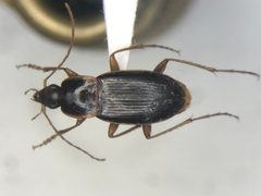 Calathus gregarius by no rights reserved, uploaded by Nick Bédard. Used under a CC0 license.