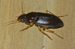Calathus ingratus by (c) Steve Kerr, some rights reserved (CC BY), uploaded by Steve Kerr. Used under a CC-BY license.