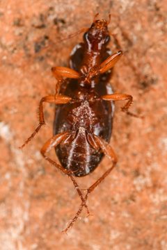 Calathus ingratus by (c) Trevor Van Loon, some rights reserved (CC BY), uploaded by Trevor Van Loon. Used under a CC-BY license.