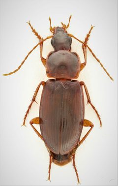 Calathus ingratus by no rights reserved, uploaded by Nick Bédard. Used under a CC0 license.