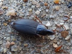 Calathus opaculus by (c) Sam Kieschnick, some rights reserved (CC BY), uploaded by Sam Kieschnick. Used under a CC-BY license.