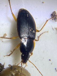 Calathus opaculus by (c) Joseph McPhail, some rights reserved (CC BY), uploaded by Joseph McPhail. Used under a CC-BY license.