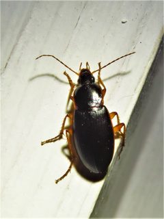 Calathus opaculus by (c) Annika Lindqvist, some rights reserved (CC BY), uploaded by Annika Lindqvist. Used under a CC-BY license.
