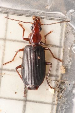 Calleida platynoides by (c) Trevor Van Loon, some rights reserved (CC BY), uploaded by Trevor Van Loon. Used under a CC-BY license.