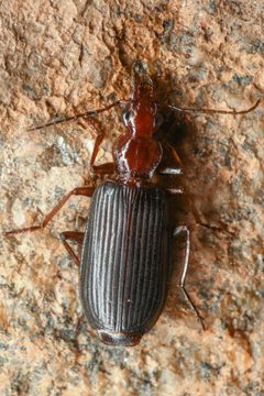 Calleida platynoides by (c) Trevor Van Loon, some rights reserved (CC BY), uploaded by Trevor Van Loon. Used under a CC-BY license.