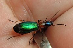 Calleida punctata by (c) promiseminime, some rights reserved (CC BY). Used under a CC-BY license.