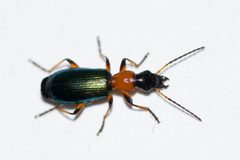Calleida punctata by (c) Owen Strickland, some rights reserved (CC BY), uploaded by Owen Strickland. Used under a CC-BY license.