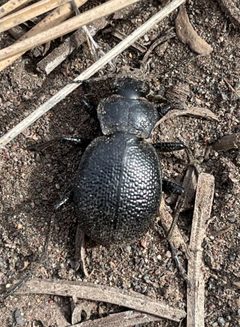 Calosoma luxatum by (c) Henrik Kibak, some rights reserved (CC BY), uploaded by Henrik Kibak. Used under a CC-BY license.