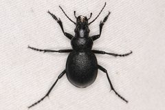 Calosoma luxatum by (c) Trevor Van Loon, some rights reserved (CC BY), uploaded by Trevor Van Loon. Used under a CC-BY license.