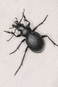 Calosoma luxatum by (c) Trevor Van Loon, some rights reserved (CC BY), uploaded by Trevor Van Loon. Used under a CC-BY license.
