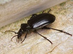 Calosoma marginale by (c) Michelle W. （鍾偉瑋）, some rights reserved (CC BY), uploaded by Michelle W. （鍾偉瑋）. Used under a CC-BY license.