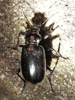 Calosoma marginale by (c) Annika Lindqvist, some rights reserved (CC BY), uploaded by Annika Lindqvist. Used under a CC-BY license.