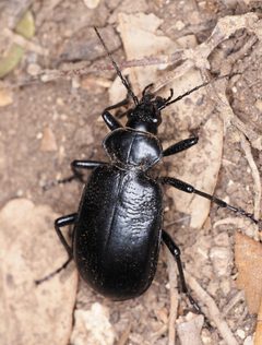Calosoma marginale by (c) Rosario, some rights reserved (CC BY), uploaded by Rosario. Used under a CC-BY license.