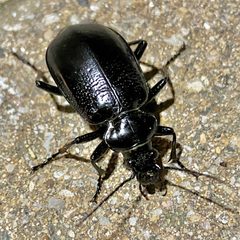 Calosoma marginale by (c) F. LaBry, some rights reserved (CC BY), uploaded by F. LaBry. Used under a CC-BY license.